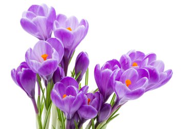 Spring flowers, crocus, isolated clipart