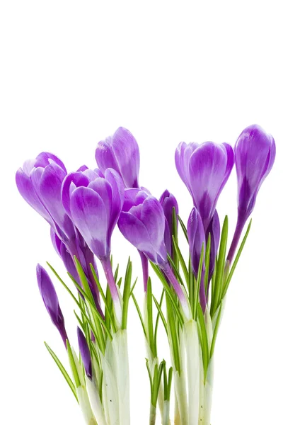 Wiosenne kwiaty, Krokus, na białym tle — Zdjęcie stockowe