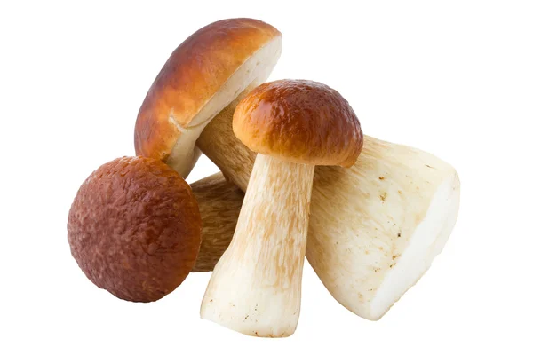 Три белых гриба, болет, грибы, изолированные — стоковое фото