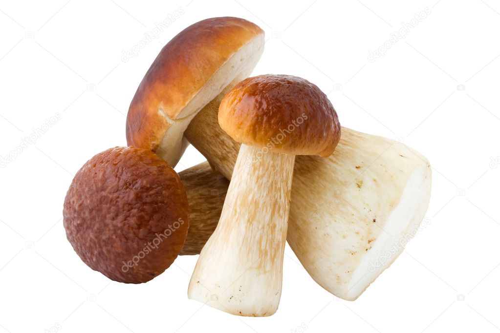 Three ceps, boletus, mushrooms, isolated