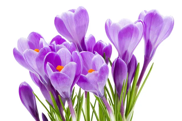 Spring flowers, crocus, isolated — Stock Photo, Image
