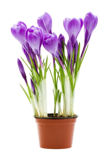 봄 꽃, 크 로커 스, 절연 — 스톡 사진