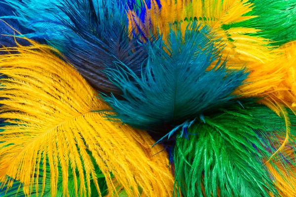 stock image Colored ostrich feather