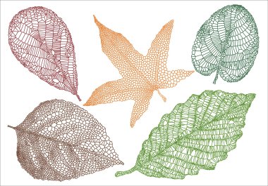 Textured autumn leaves, vector clipart