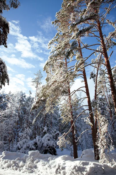 Pădure de pin — Fotografie, imagine de stoc