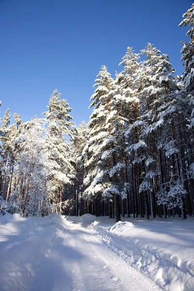 Bosque de pinos en invierno —  Fotos de Stock