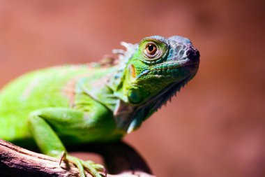 Iguana