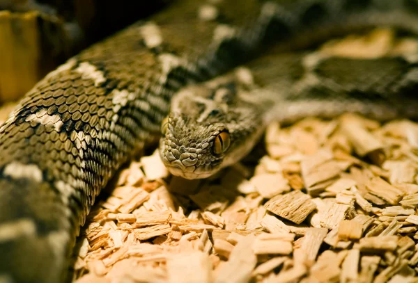 Stock image Green snake