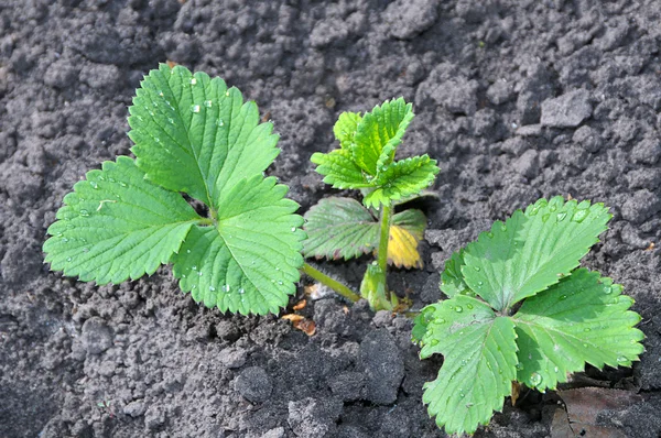 Stock image Young green sprout of strawberry