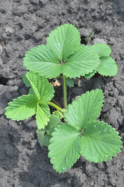 stock image Young green sprout of strawberry