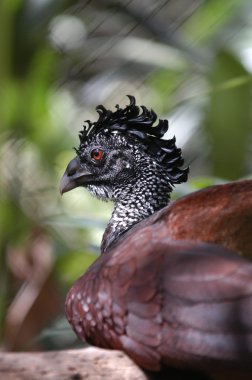 büyük curassow