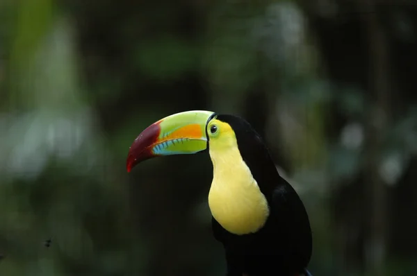 Kee τιμολογείται toucan ramphastos — Φωτογραφία Αρχείου