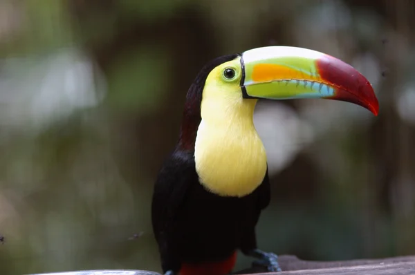 Kee gefactureerd toucan ramphastos — Stockfoto