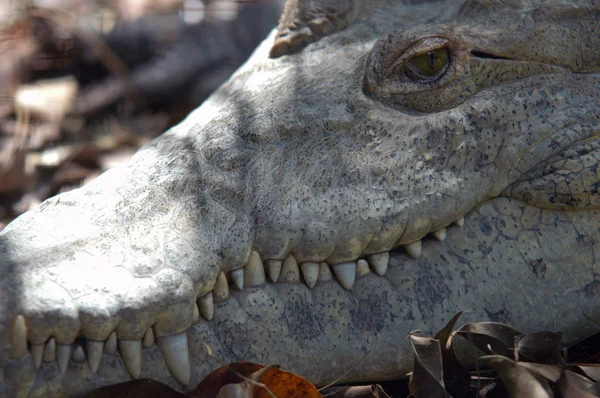 stock image American Alligator