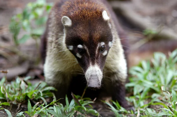 Small mammal from belize zoo — Stock Photo, Image