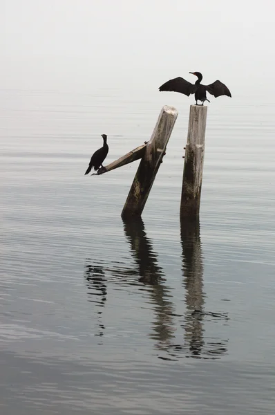 Dvě černé mořské ptáky — Stock fotografie