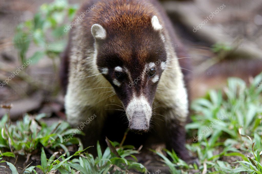 Small mammal from belize zoo — Stock Photo © haak78 #5159240