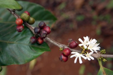 Detail red coffee beans. clipart