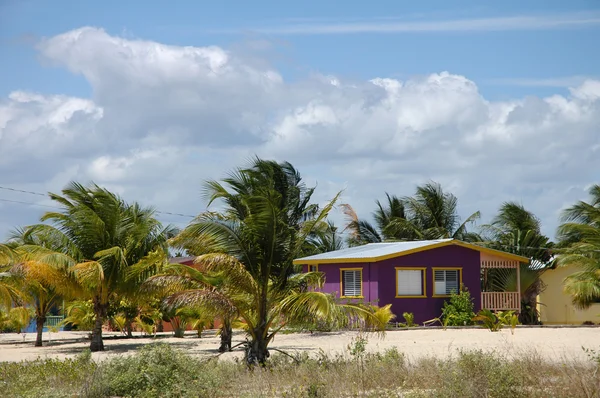 Palmen und ein Huose in Belize — Stockfoto