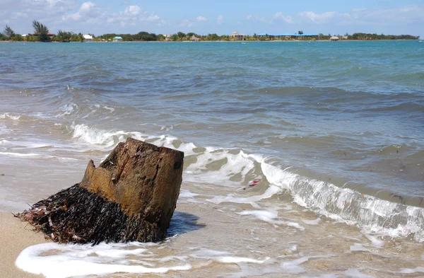 Plaja cu un trunchi de copac — Fotografie, imagine de stoc