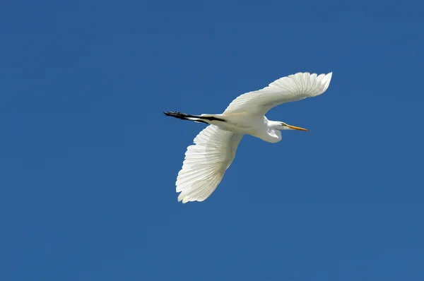 Létající Čáp bílý — Stock fotografie