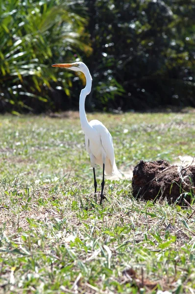 stock image White stork