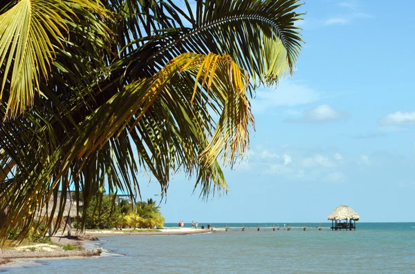 Strand en palm bomen — Stockfoto