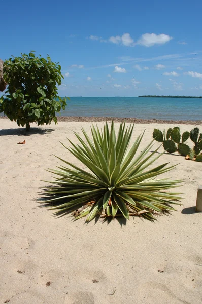 Cactus on a beach — Stock Photo, Image