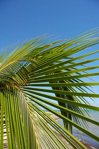 Detalhe de uma palmeira — Fotografia de Stock