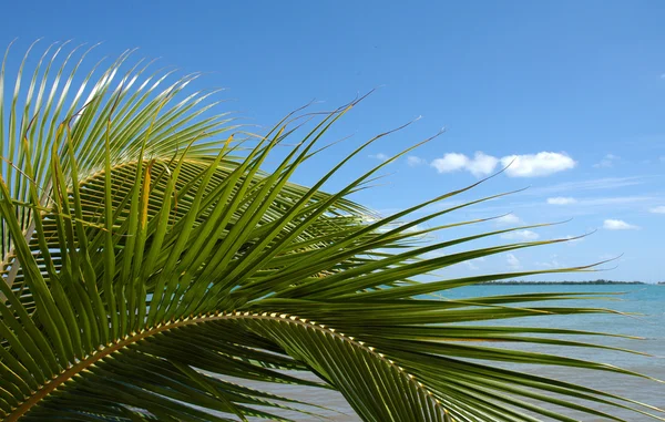 Detalhe de uma palmeira — Fotografia de Stock