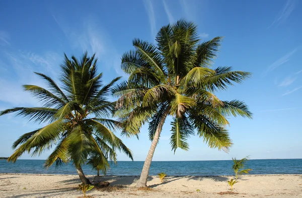 在一个阳光明媚的海滩上的棕榈树 — 图库照片