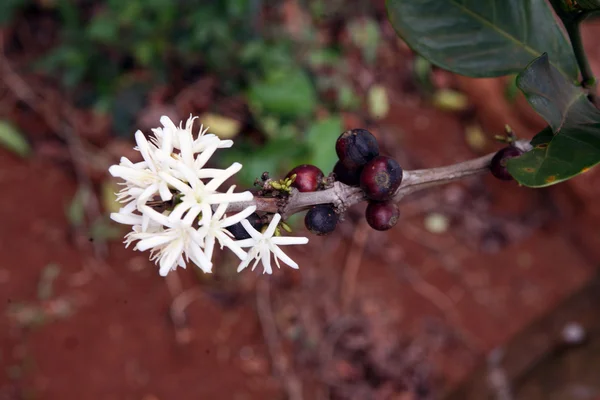 Kawa kwiat — Zdjęcie stockowe