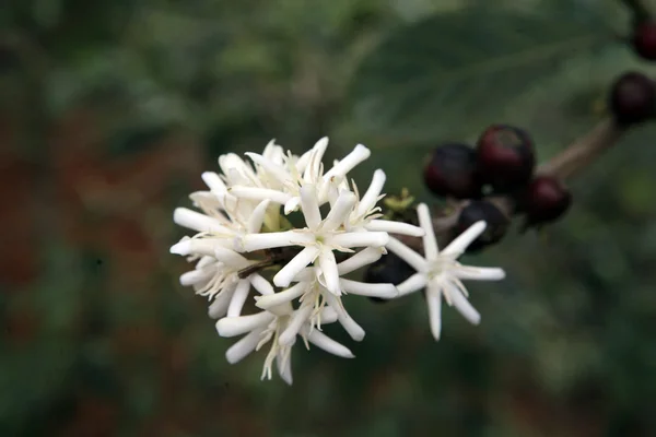 Coffee blossom — Stock Photo, Image