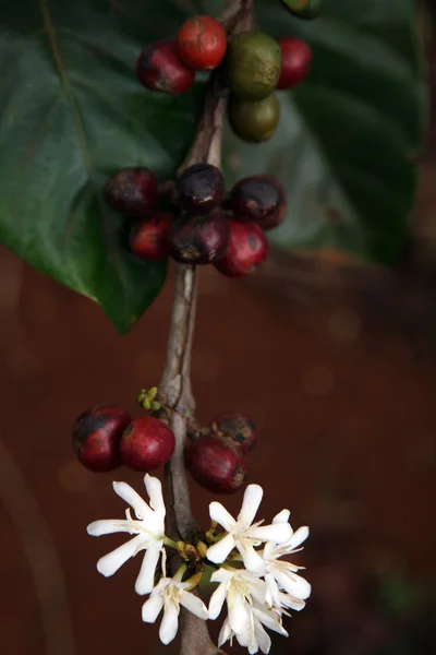 커피 꽃 — 스톡 사진