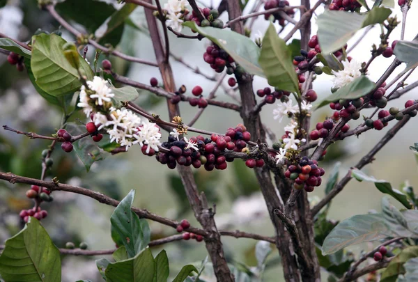 Coffee blossom — Stock Photo, Image