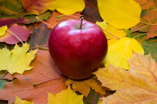 Apple przeciwko autumn odchodzi — Zdjęcie stockowe