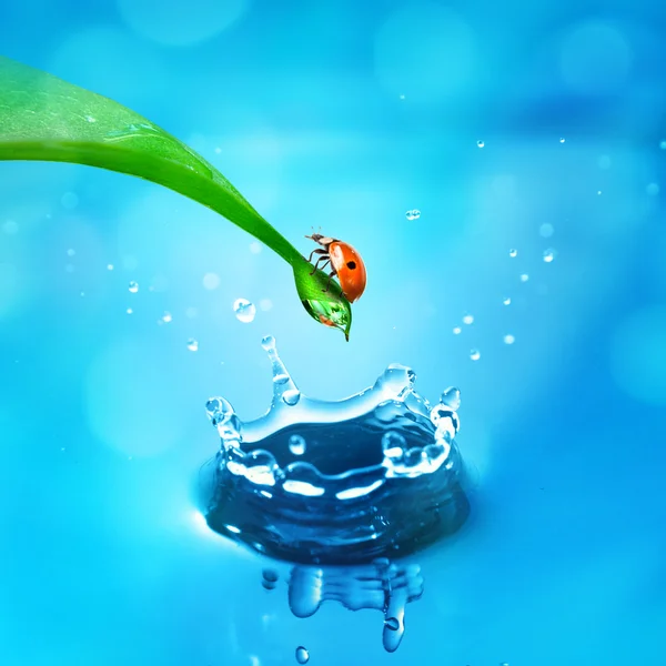 A zöld levél- és víz-splash katicabogár — Stock Fotó