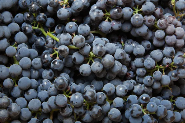 Tło z winogron niebieskich — Zdjęcie stockowe