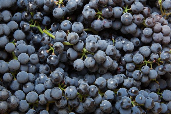 Background from blue grape