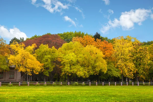 Осенние деревья над голубым небом — стоковое фото