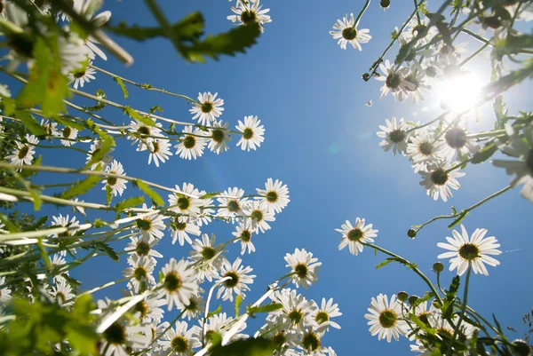 White chamomiles against blue sky and sun — Stock Photo, Image