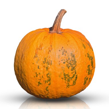 Pumpkin isolated on white clipart