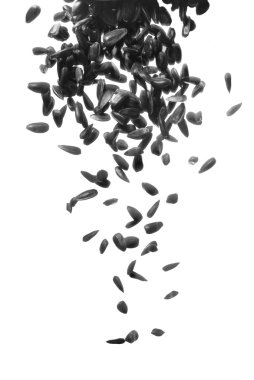 Black sunflower seeds falling down on white background clipart