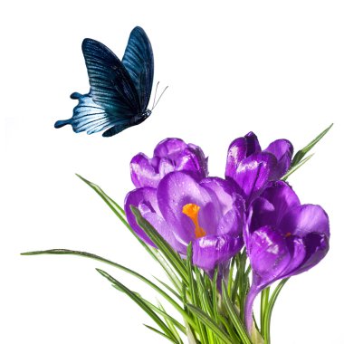 Crocus bouquet with butterfly isolated on white clipart