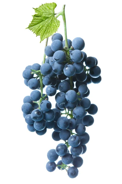 Голубой виноград с зеленым листом, изолированным на белом — стоковое фото