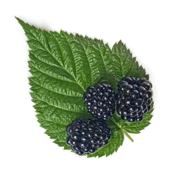 Blackberry with green leaf isolated on white — Stock Photo, Image