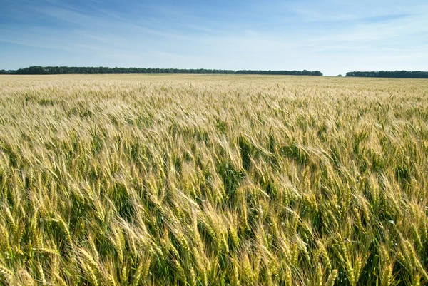 Луг з пшениці — стокове фото