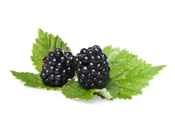 Blackberry on green leaf isolated on white — Stock Photo, Image