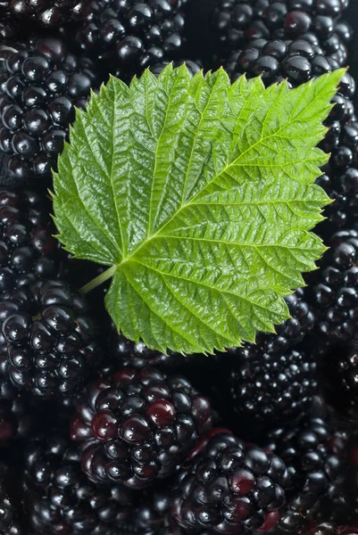 Blackberry with green leaf — Stock Photo, Image