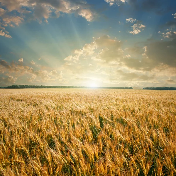 Пшеничное поле на закате Стоковое Изображение